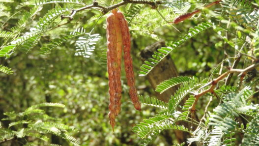 Plantas nativas de San Luis Potosí: especies clave para combatir el cambio climático