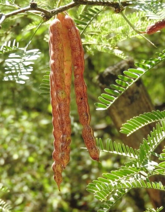 Plantas nativas de San Luis Potosí: especies clave para combatir el cambio climático