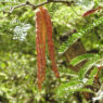 Plantas nativas de San Luis Potosí: especies clave para combatir el cambio climático