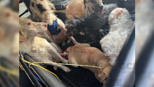 Hallan perros desnutridos y bolsas con cadáveres de animales en San Luis Potosí