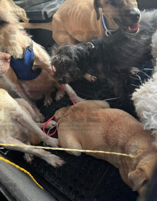 Hallan perros desnutridos y bolsas con cadáveres de animales en San Luis Potosí