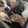 Hallan perros desnutridos y bolsas con cadáveres de animales en San Luis Potosí