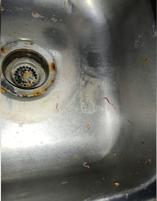 Detectan lombrices en el agua potable que distribuye la DAPAS en Ciudad Valles