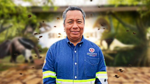 Denunciarán a Protección Civil por quemar enjambre de abejas en Ciudad Valles