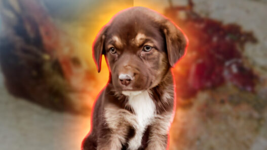 Murió “Cofi”, un cachorro que sufrió brutal agresión sexual en Ciudad Valles