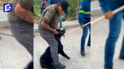 ¡Justicia para Hachi! Asfixian a perro tras atacar a dos niños en Ciudad Valles