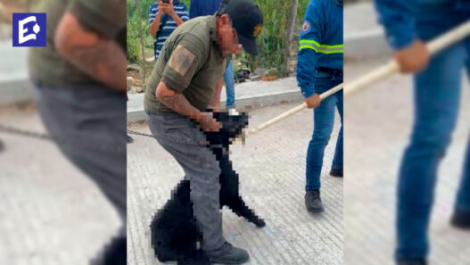¡Justicia para Hachi! Asfixian a perro tras atacar a dos niños en Ciudad Valles