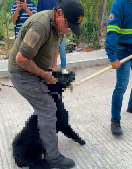 ¡Justicia para Hachi! Asfixian a perro tras atacar a dos niños en Ciudad Valles