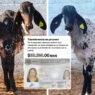 Denuncia presunta estafa por casi 50 mil pesos en Tamuín tras compra de ganado por internet